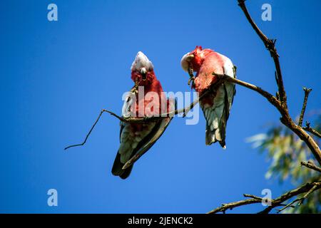 Un paio di Galah australiana (Eolophus roseicapilla) arroccato su un albero a Sydney, nuovo Galles del Sud, Australia (Foto di Tara Chand Malhotra) Foto Stock