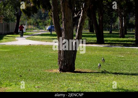 Un paio di Lapwing mascherato australiano (Vanellus Miles) in un parco a Sydney, NSW, Australia (Foto di Tara Chand Malhotra) Foto Stock