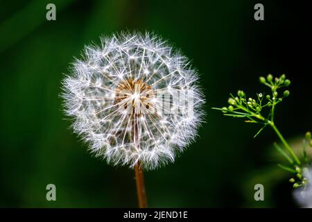 Primo piano di un dente di leone comune (Taraxacum officinale) a Sydney, NSW, Australia (Foto di Tara Chand Malhotra) Foto Stock