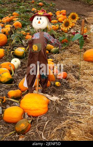 Lo Spaventapasseri in un orto di zucche Foto Stock