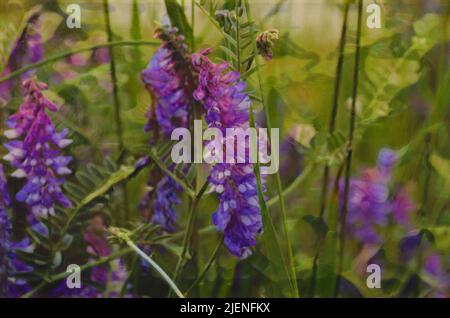 Immagini dipinte di fiori di lupino artico viola, che crescono lungo una strada in Canada. Foto Stock