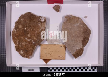 taxa mista, collezione stratigrafica. accn: 7290; Foto Stock