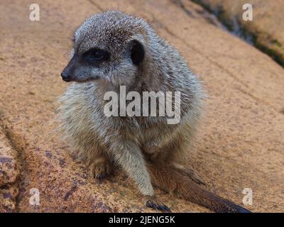 Un ritratto closeup di un piccolo Meerkat in bellezza naturale. Foto Stock