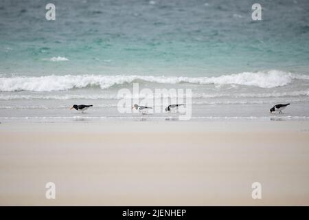 Oystercatchers (Haematopus ostralegus) che si alimenta a Luskentire spiaggia sull'isola di Harris, Ebridi esterne, Scozia, Regno Unito Foto Stock