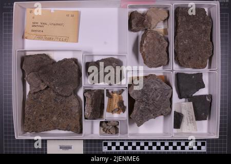 taxa mista, collezione stratigrafica. accn: 1033; 2680; 7225; Foto Stock