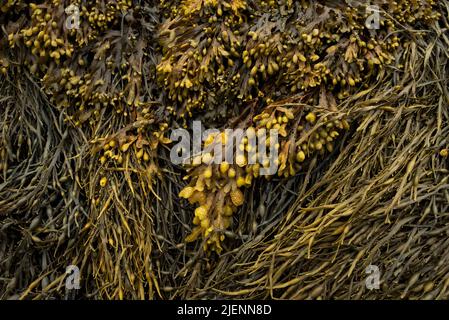 Primo piano delle alghe marine della griglia della vescica Foto Stock