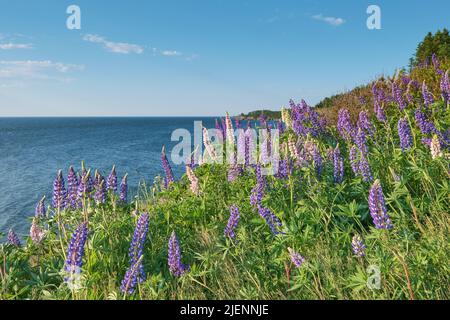 Lupini selvatici, Lupinus leguminosae, abbondano a fine primavera ed estate in nuova scozia. Questi sono stati fotografati vicino alla riva del South Bar Nova Scotia. Foto Stock