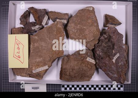 taxa mista, collezione stratigrafica. accn: 6245; Foto Stock