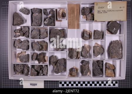 taxa mista, collezione stratigrafica. accn: 2706; Foto Stock