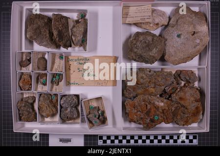 taxa mista, collezione stratigrafica. accn: 3427; Foto Stock