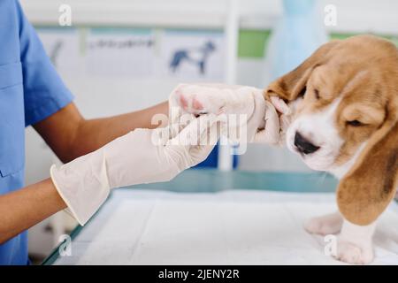 Medico irriconoscibile indossare guanti in lattice controllare la salute di carino cucciolo palpando la sua zampa Foto Stock