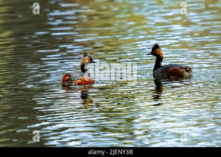 La luce del sole mette in luce la brillante colorazione di un Grebe ebred nel piumaggio d'allevamento mentre un paio di loro nuotano in un lago parzialmente ombreggiato. Foto Stock