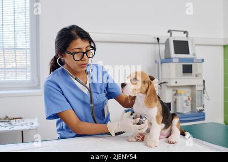 Giovane donna ispanica adulto che lavora in clinica veterinaria esaminando la salute del cucciolo di beagle utilizzando stetoscopio Foto Stock