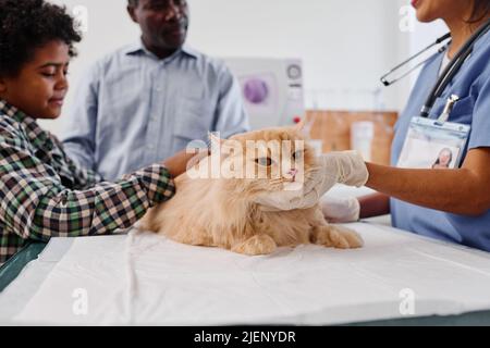 L'uomo africano e il suo nipote che hanno appuntamento in clinica veterinaria per esaminare la salute del gatto Foto Stock