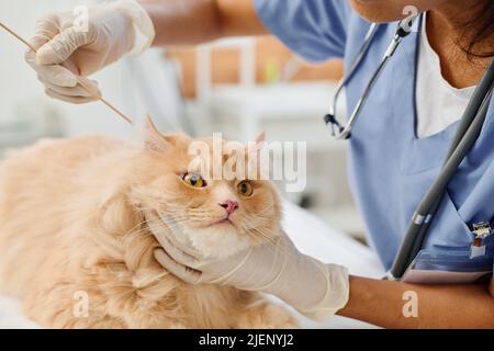 Donna irriconoscibile che lavora come vet pulizia soffice zenzero gatti orecchie utilizzando bastoncino di cotone durante l'appuntamento in clinica Foto Stock