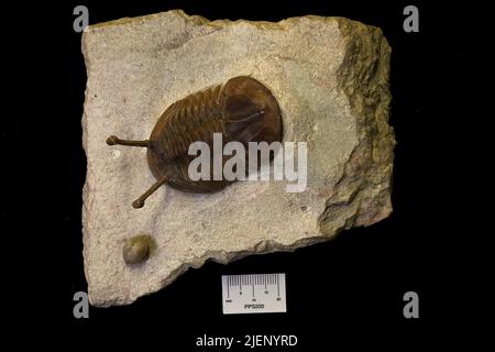 Asaphus (Neoasaphus) kowalewskii (Lawrow, 1856). Foto Stock