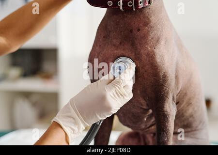 Primo piano di un veterinario irriconoscibile utilizzando lo stetoscopio per controllare i suoni interni del corpo del cane Foto Stock