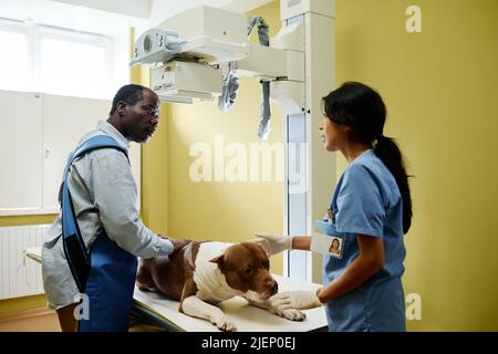 Medico professionista e proprietario di cane infortunato che si prepara a prendere immagini a raggi X in clinica veterinaria moderna Foto Stock