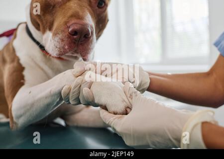 Medio primo piano di inriconoscibile veterinario palpating cani zampa durante appuntamento in clinica Foto Stock