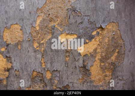 pannello di legno danneggiato e sbucciato con vernice scagliante Foto Stock