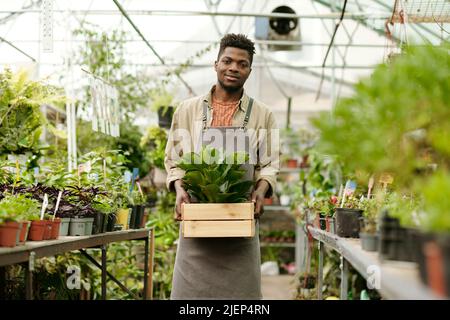 Ritratto di giovane giardiniere africano in uniforme scatola di tenuta con pianta verde e sorridente a macchina fotografica in piedi in grenhouse Foto Stock