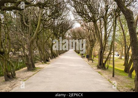 Panca vuota in legno nel parco in una giornata nuvolosa nella stagione primaverile autunnale. Parco Olivia pubblico a Gdansk Polonia. Parco cittadino con panchine paesaggio. Giardino urbano con luci di strada lungo vialetto vista prospettica su sfondo paesaggio urbano, vuoto luogo pubblico con alberi verdi unità con natura luogo tranquillo Foto Stock