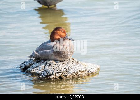 Bella anatra con testa arancione, pochard maschio comune, Aythya ferina, in piedi su una riva del lago. Il pochard comune è un'anatra subacquea di medie dimensioni. Foto Stock