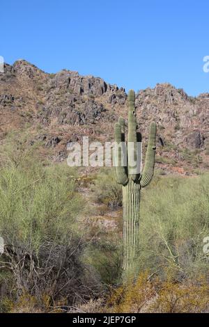 Sonoran deserto sognante Draw escursioni in bicicletta vista sentiero - Saguaro cactus, Palo Verde, creosoto cespugli, Phoenix Arizona Mountain Preserve parco metropolitano Foto Stock