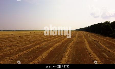 File di paglia gialla secca rasata da grano giace su campo. Il trattore attraversa il campo e produce balle con paglia tagliata. Trattore che raccoglie fieno in balle in campo nelle giornate di sole. Vista aerea del drone. Foto Stock