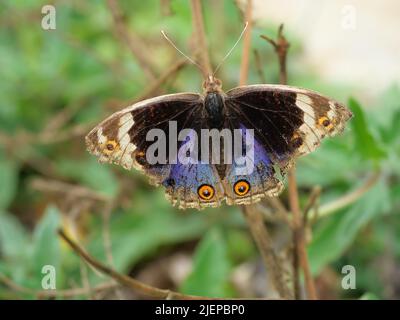 Blue Pansy Butterfly sull'albero con sfondo verde naturale, il motivo assomiglia agli occhi arancioni sull'ala nera e blu e viola e gialla Foto Stock