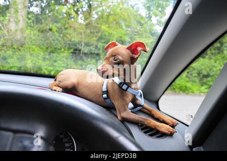 Russian toy terrier Foto Stock