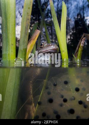 Una rana comune - rena temporaria - tra uova di rana e canne. Sopra e sotto l'acqua è visibile. Glasgow, Scozia Foto Stock