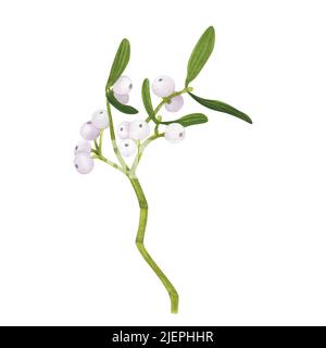 Christmas Mistletoe ramo con bacche isolato su sfondo bianco. Acquerello illustrazione di Natale botanica disegnata a mano. Arte per decorazione di disegno, gree Foto Stock