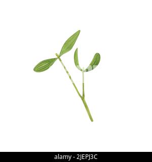 Ramo di vischio isolato su sfondo bianco. Acquerello illustrazione di Natale botanica disegnata a mano. Arte per decorazione di disegno, biglietto di auguri, poste Foto Stock