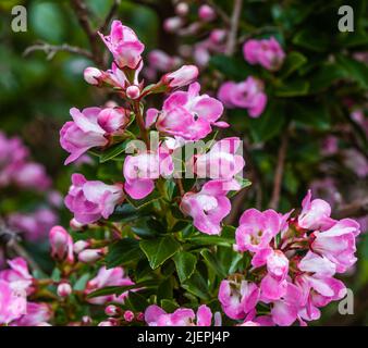 Escallonia Apple Blossom cresce in un Devon Country Garden. Foto Stock