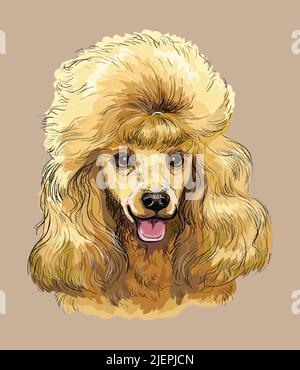 Poodle mano disegno cane vettore isolato illustrazione su sfondo beige. Simpatico cane divertente che guarda nella macchina fotografica. Cane realistico. Per stampa, design, T- Illustrazione Vettoriale