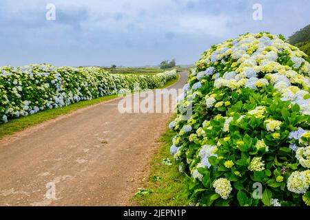 Una strada di campagna incorniciata da fiori di Hydrangea vicino Agualva, isola di Terceira, Azzorre, Portogallo. Le piccole Azzorre sono ricoperte da arbusti di hydrangea selvaggia considerati il fiore nazionale. Foto Stock