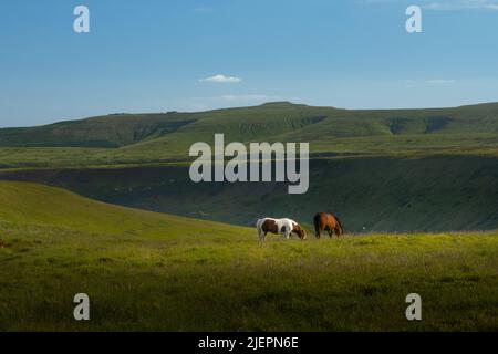 Cavalli pascolo sotto le Black Mountains in Galles Foto Stock