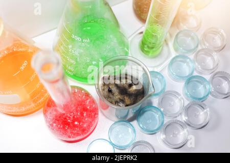 ratti nel laboratorio scientifico e vetro chimico Foto Stock