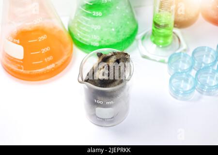 ratti nel laboratorio scientifico e vetro chimico Foto Stock
