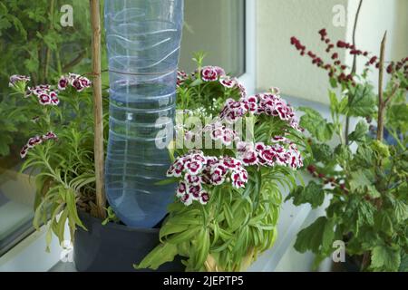 Un metodo semplice per innaffiare piante domestiche in una pentola - il dispositivo di tipo fai-da-te è realizzato utilizzando una bottiglia di plastica PET. Tecnica per la fornitura uniforme di fiori in vaso Foto Stock