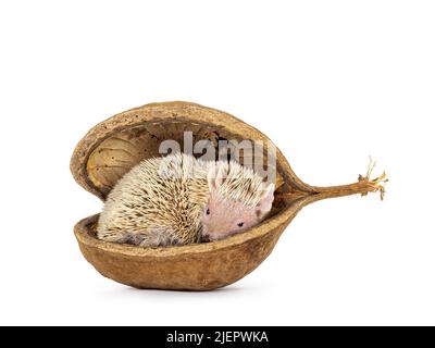 Cute Tenrec stesa arricciata in guscio vuoto di dado di buddha. Isolato su un abckground bianco. Foto Stock