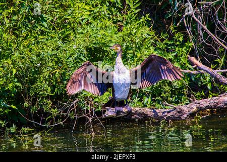 I cormorani si trovano nel Delta del Danubio in Romania Foto Stock