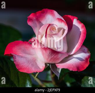'Nostalgie' Hybrid Tea Rose, Tehybridros (rosa) Foto Stock