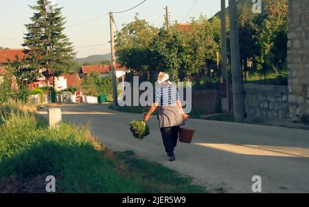 Una donna ritorna dai campi con un mazzo di erbe fresche in mano, popolo serbo nel comune di Despotovac, vita rurale nella Serbia centrale Foto Stock