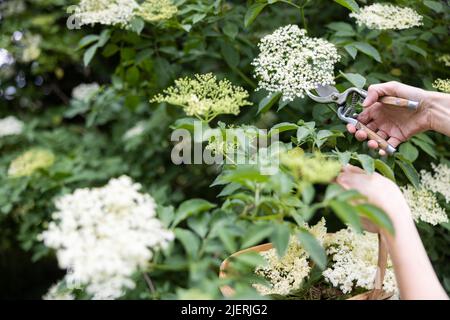 Primo piano di Donna Foraging per e taglio Selvaggio Elderflower da Bush con i foratori e mettere in cestino Foto Stock