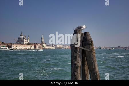 Gabbiano o gabbiano seduto su un tronco di legno, è un sedano della famiglia laridae contro il mare della città di Venezia, Italia, Europa Foto Stock