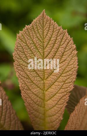 rodgersia foglia marrone primo piano. pianta giardino foglie belle grazie e colori marroni Foto Stock