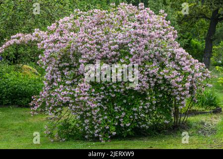 Beauty Bush, Paradisbuske (Linnaea amabilis) Foto Stock