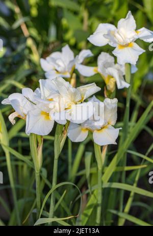 'Snow Queen' Siberian Iris, Strandris (Iris sibirica) Foto Stock